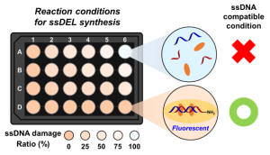 Simple and High-Throughput Fluorescence Assay Method for DNA Damage Analysis in Single-Stranded DNA-Encoded Library Synthesis